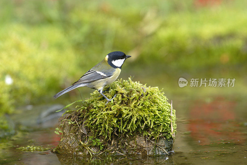 大山雀(Parus major)